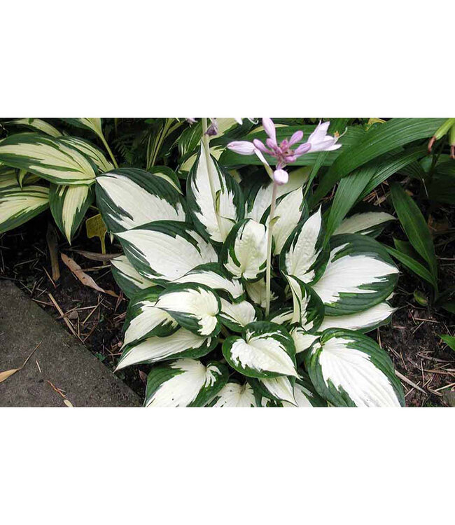 Hosta 'Fire and Ice' 1gal [1]