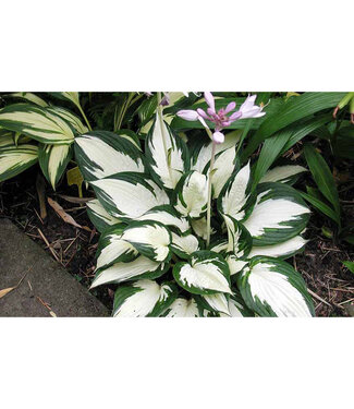 Livingstone Hosta(Fire and Ice [Wh/Gr])1gal[3]