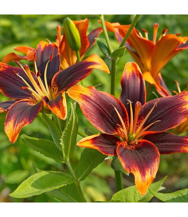 Lilium asiatica 'Forever Susan' (Lily) 4.5in [1]