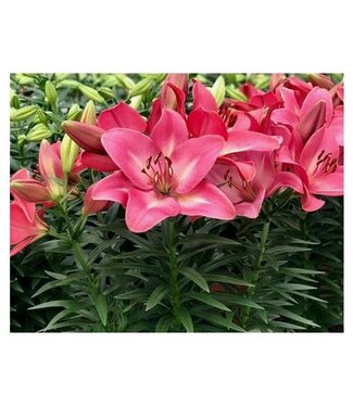 Livingstone Lilium asiatica 'Summer Sky' (Lily) 4.5in [1]