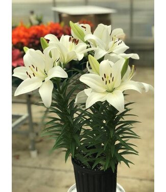 Livingstone Lilium asiatica 'Summer Snow' (Lily) 4.5in [1]