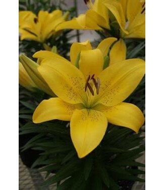 Livingstone Lilium asiatica 'Summer Sun' (Lily) 4.5in [1]