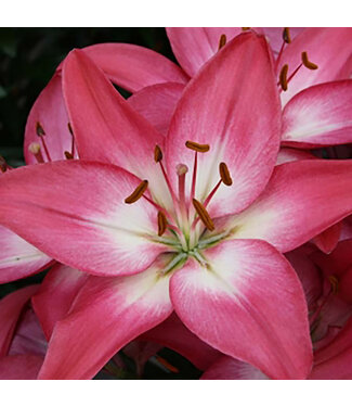 Livingstone Lilium asiatica 'Tiny Diamond' (Lily) 4.5in [1]