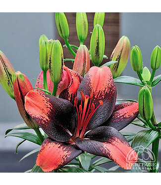 Livingstone Lilium asiatica 'Tiny Shadow' (Lily) 4.5in [1]