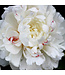 Paeonia lactiflora 'Festiva Maxima' (Peony) 1gal [1]