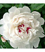 Paeonia lactiflora 'Festiva Maxima' (Peony) 1gal [1]