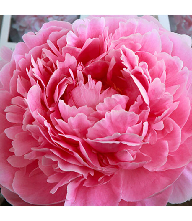 Paeonia lactiflora 'Sarah Bernhardt' (Peony) 1gal [1]