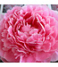 Paeonia lactiflora 'Sarah Bernhardt' (Peony) 1gal [1]