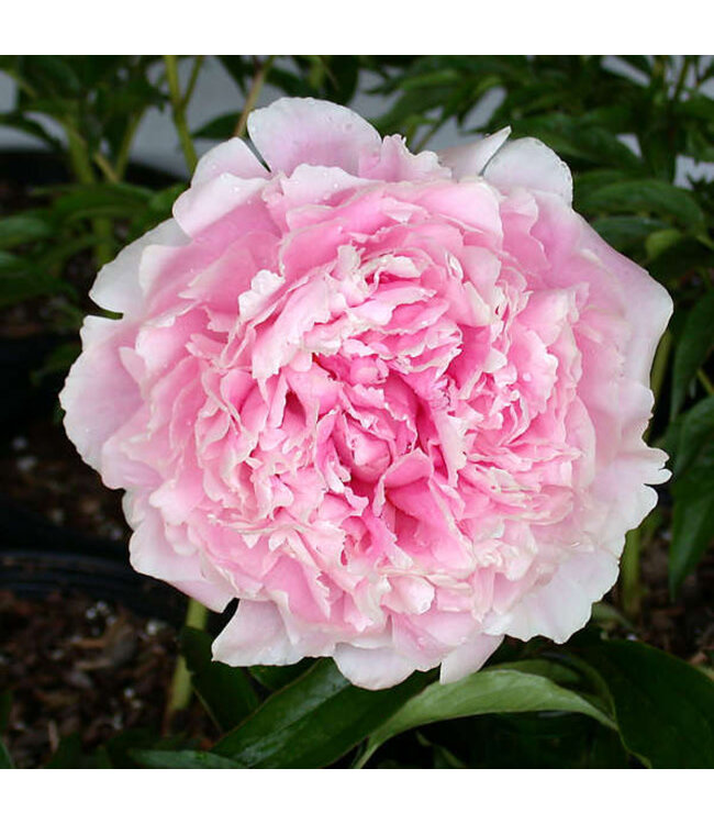 Paeonia lactiflora 'Sarah Bernhardt' (Peony) 1gal [1]