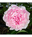 Paeonia lactiflora 'Sarah Bernhardt' (Peony) 1gal [1]