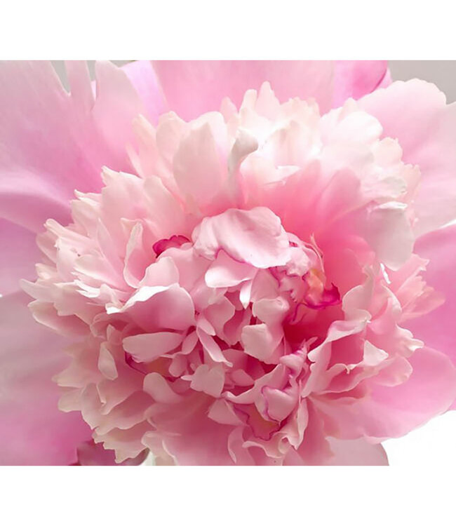 Paeonia lactiflora 'Sorbet' (Peony) 1gal [1]