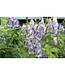 Aconitum cammarum (BiColor') 4in [2]
