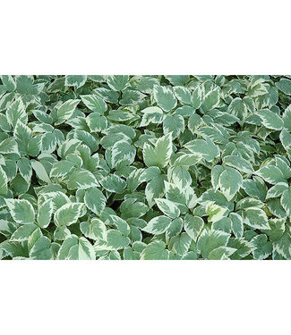 Livingstone Aegopodium podagraria 'Variegatum' (Bishops Goutweed) 3.5in [1]