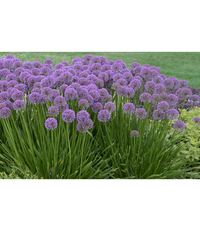 Allium 'Millenium' (Ornamental Onion) 1gal [1]