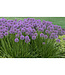 Allium 'Millenium' (Ornamental Onion) 1gal [1]