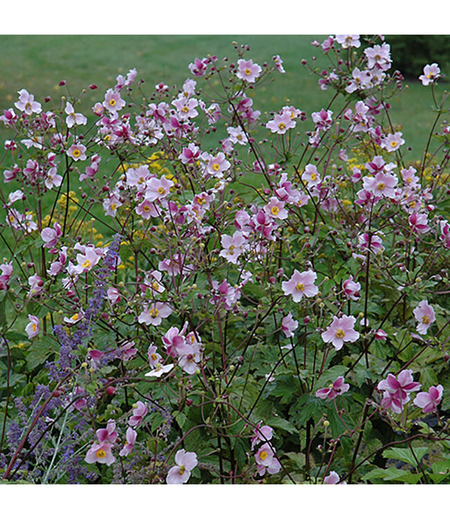 Anemone tomentosa 'Robustissima' (Grapeleaf) 1gal [1]