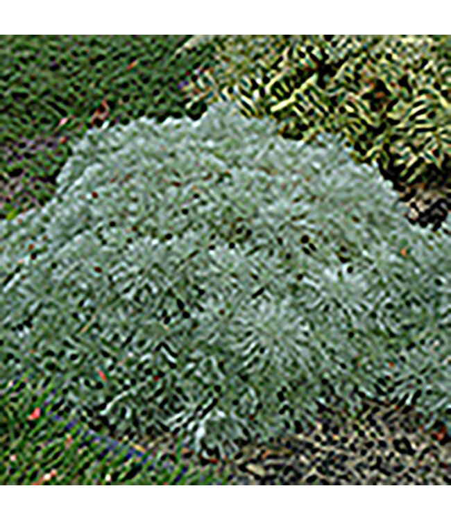 Artemisia schmidtiana 'Silver Mound'  1gal [1]
