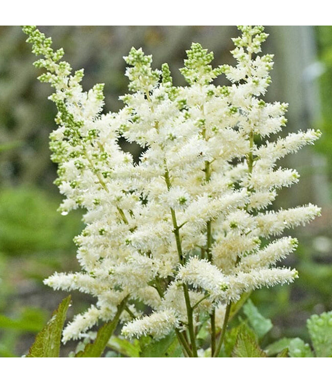 Athyrium filix-femina (Lady Fern) 1gal [1]