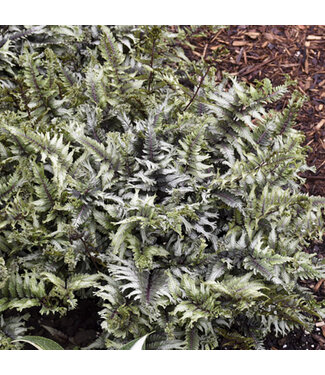 Livingstone Athyrium niponicum 'Pictum' (Japanese Painted Fern) 1gal [1]