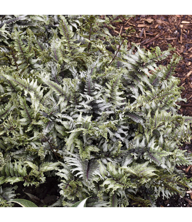 Athyrium niponicum 'Pictum' (Japanese Painted Fern) 1gal [1]
