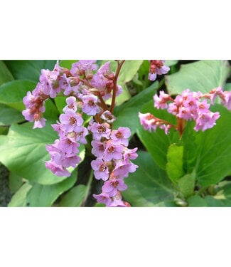 Livingstone Bergenia cordifolia (Heartleaf Bergenia) 1gal [1]