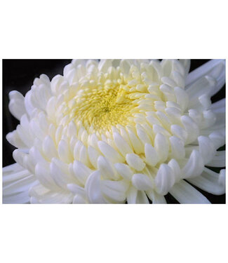 Livingstone Chrysanthemum x morifolium 'Morden Cameo' (Mum) 1gal [1]