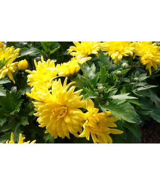 Livingstone Chrysanthemum x morifolium 'Morden Canary' (Mum) 1gal [1]