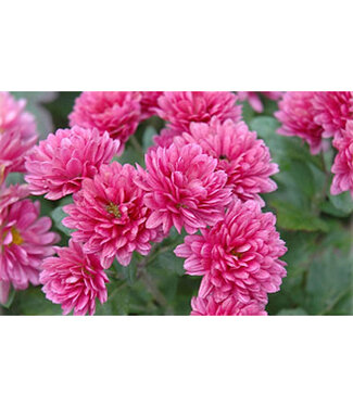 Livingstone Chrysanthemum x morifolium 'Morden Fiesta' (Mum) 1gal [1]