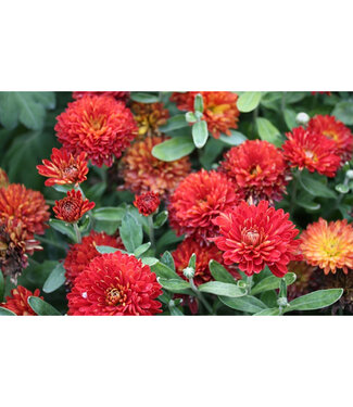 Livingstone Chrysanthemum x morifolium 'Morden Garnet' (Mum) 1gal [1]