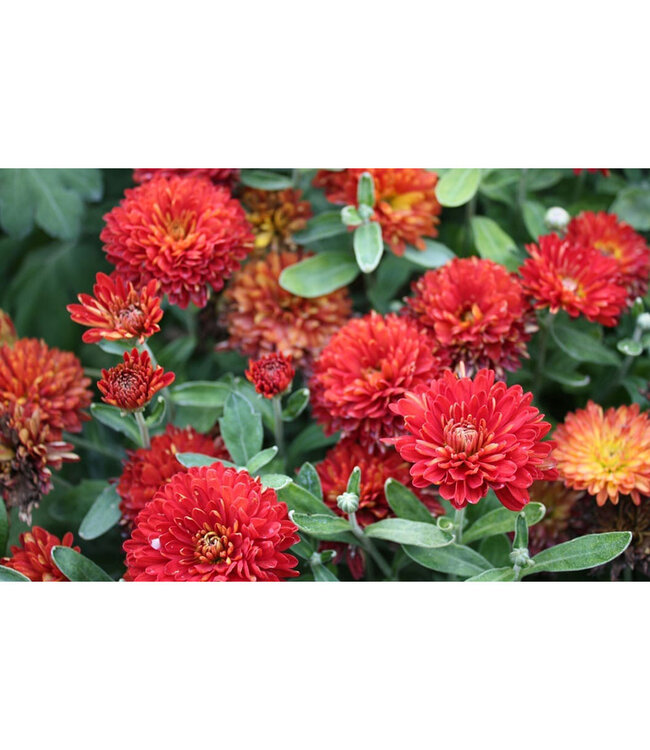 Chrysanthemum x morifolium 'Morden Garnet' (Mum) 1gal [1]