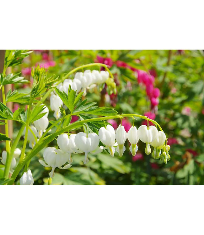 Dicentra spectabilis 'Alba' (White Common Bleeding Heart) 1gal [1]