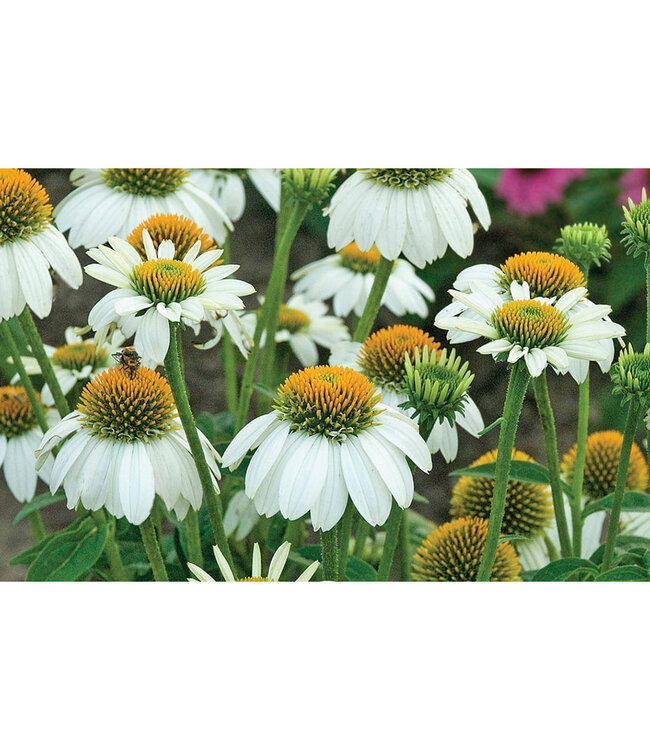 Echinacea purpurea 'PowWow White' (Coneflower) 1gal [1]