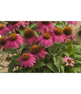 Livingstone Echinacea purpurea 'PowWow Wild Berry' (Coneflower) 1gal [1]
