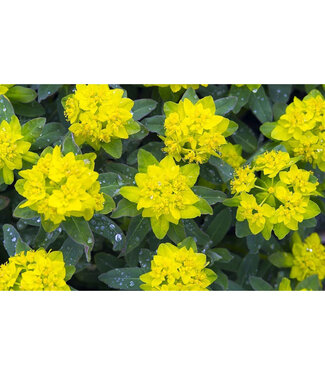 Livingstone Euphorbia polychroma (Cushion Spurge) 1gal [1]