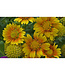 Gaillardia aristata (Arizona Apricot) 4in [2]