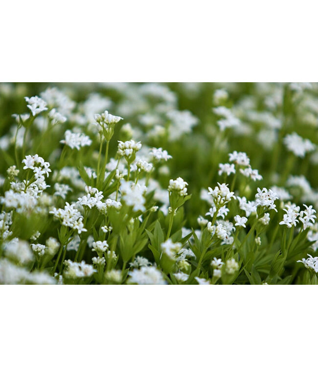 Galium odoratum (Sweet Woodruff) 4in [2]