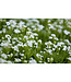 Galium odoratum (Sweet Woodruff) 4in [2]