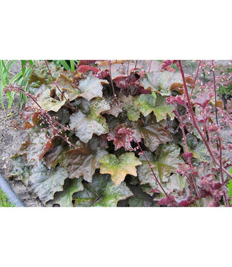 Livingstone Heuchera micrantha 'Palace Purple' (Coral Bells) 3.5in [1]