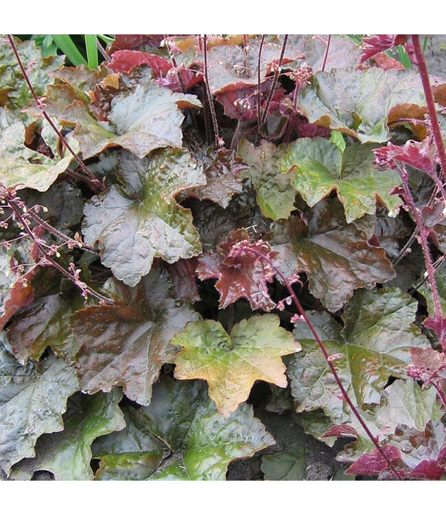 Heuchera micrantha 'Palace Purple' (Coral Bells) 3.5in [1]
