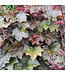Heuchera micrantha 'Palace Purple' (Coral Bells) 3.5in [1]