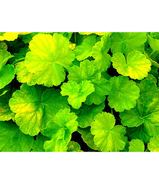Livingstone Heuchera x Northern Exposure™ 'Lime' (Coral Bells) 1gal [1]