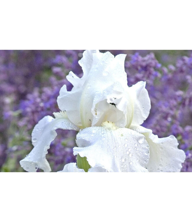 Iris germanica 'Immortality' 1gal [1]