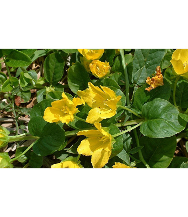 Lysimachia nummularia (Creeping Jenny) 3.5in [1]