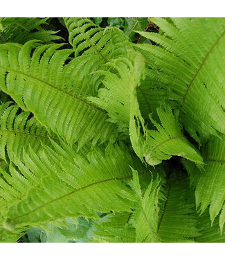 Livingstone Matteuccia struthiopteris (Native Fern) 1gal [1]