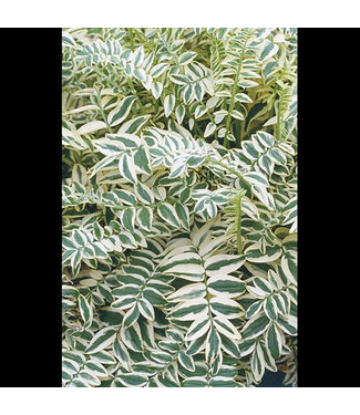 Livingstone Polemonium caeruleum (Jacob's Ladder) 3.5in [1]