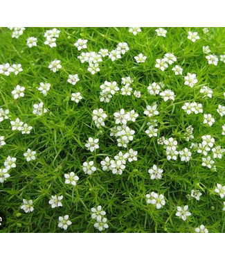 Livingstone Sagina subulata (Irish moss) 1gal [2]