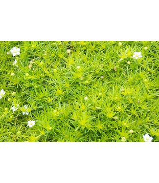 Livingstone Sagina subulata 'Aurea' (Scotch Moss) 3.5in [1]