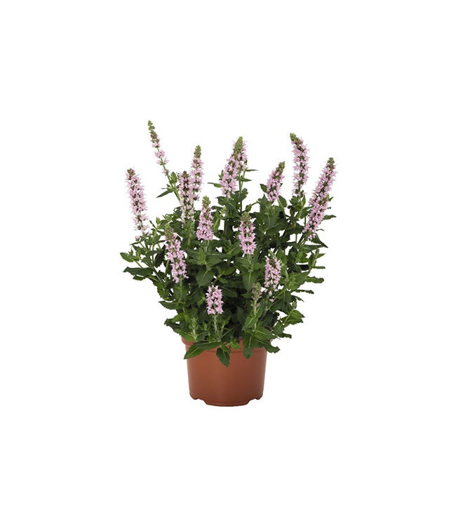 Salute Series Sage (Salvia nemerosa 'Salute') Light Pink 1gal [2]