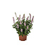 Salute Series Sage (Salvia nemerosa 'Salute') Light Pink 1gal [2]