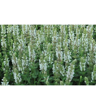 Livingstone Salute Series Sage (Salvia nemerosa White) 1gal [2]
